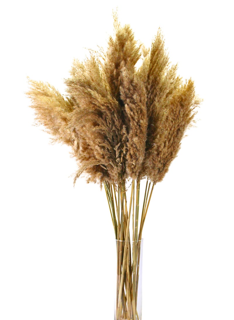 FANCY FLOWERS Natural Soft Pampas Grass  XL Dried Stems – Fluffy Beige Decorative Pampas for Home & Event Decor (15) - Image 2